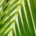 un palmier pour l'intérieur: l' Areca