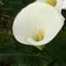 Une plante vivace: l'arum ou zantedeschia.