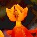 Une vivace florifère: l'asclépiade.