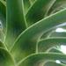 Le beaucarnéa est une plante mexicaine
