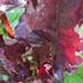 Un légume racine: la betterave rouge et la betterave à sucre