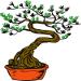 Les bonsaï: culture et taille