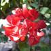 bougainvillier: une plante grimpante à floraison spectaculaire