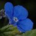 Une vivace pour l'ombre à fleurs bleues: la buglosse