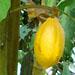 Le cacaoyer est un arbre de forêt tropicale