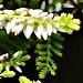 Petite plante de terre de bruyère: la calluna vulgaris