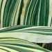 Une plante verte: le campelia au feuillage très décoratif:
