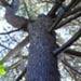 Un arbre remarquable: le cèdre de l'Atlas.