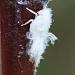 Les cicadelles farineuses sont de redoutables parasites qui mettent en p�ril certaines cultures comme celle de la lavande