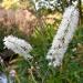 le Cimicifuga: une plante médicinale dont le feuillage ressemble à celui de l'Astilbe, qui porte de longs épis floraux parfumés ...
