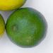 Le citron vert ou plutôt limetier est un agrume tropical est un arbuste à fruits au feuillage persistant