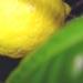 Le citronnier est un arbuste à fruits au feuillage persistant