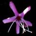 Une vivace fleurie: le clérodendron bungei