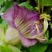 Une plante grimpante: la cobée pour ses belles fleurs.