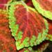 Une plante verte aux feuillages colorés: le coléus