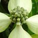Une plante d'ornement: le cornouiller du Japon: cornus kousa.