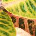 Une plante verte: le croton est une plante tropicale