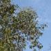 Un arbre décoratif: l' eucalyptus.