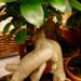Un bonsaï en intérieur: le ficus ginseng