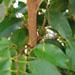 Un arbre d'intérieur: le ficus benjamina (une plante verte facile de culture)