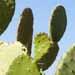 Un cactus comestible: le figuier de barbarie.