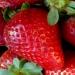 nettoyer vos fraisiers