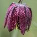 La fritillaire pintade est une magnifique fleur protégée