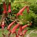 Une plante arbustive: le fuchsia du cap.