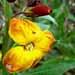 La giroflée est parfois utilisée en jachère fleurie: variété Cheiranthus cheirii et Cheiranthus maritimus