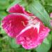 Une petite plante annuelle: le godetia aux fleurs aux tons pastel