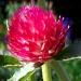 une plante médicinale annuelle aux fleurs colorées vivement: le gomphrena