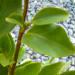 Arbuste de bord de mer: le griselinia