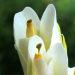 Une fleur parfumée: l' hedychium ou gingembre blanc