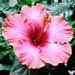 hibiscus: plante tropicale