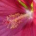 Très grandes fleurs de l'hibiscus moscheutos ou palustris (des marais)