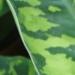 L'homalomena est une plante verte