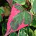 Une plante aromatique en cuisine: l'houttuynia