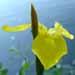 Une plante aquatique: l' iris aquatique.
