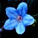 Une fleur bleue de rocaille: lithodora diffusa