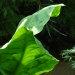Une plante aquatique: le lysichiton