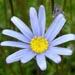 Une vivace à fleurs bleues ou blanches: la marguerite du Cap
