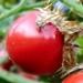 Plante très voisine de la tomate: la morelle de Balbis