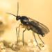 La mouche ou moucheron du terreau est un insecte pouvant causer de trÃ¨s gros dÃ©gÃ¢ts aux cultures