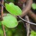 Une plante grimpante: le muehlenbeckia complexa