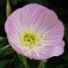 L'oenothère: plante vivace à fleurs roses