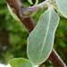 Un arbuste ornemental: l'olivier de bohème