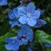 Une fleur bleue: l' omphalodes