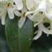 Un arbuste parfumé: l'osmarea
