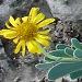 L'othonna est une parfaite plante de rocaille pour climats doux
