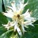 Une plante vivace couvre-sol: le pachysandra